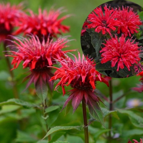 Monarda didyma 'Red Shades' - Aedmonarda 'Red Shades' P9/0,55L
